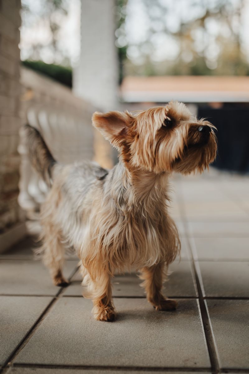 Yorkshire Terrier: A Sprightly City Pal