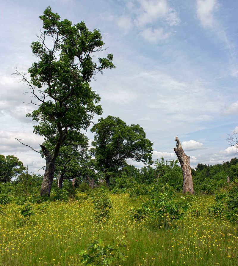 Wedde Creek Savanna