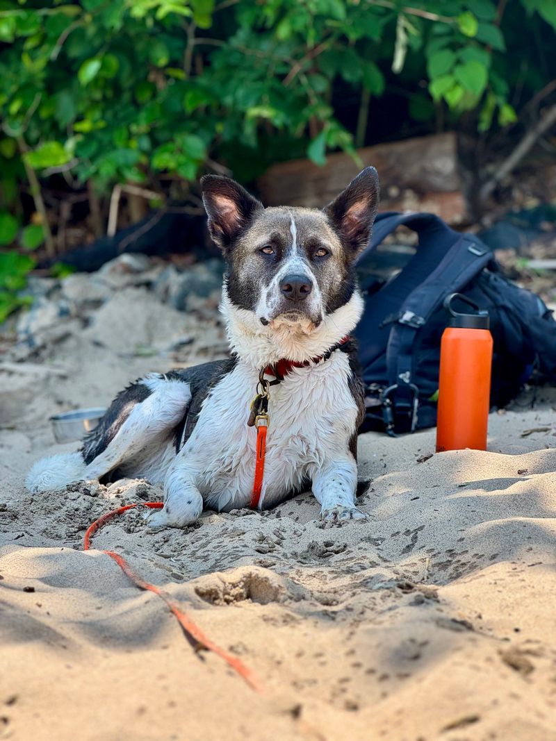Build A Dog Evacuation Kit