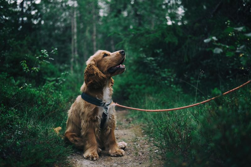 Keep Your Dog Close Around Dense Cover