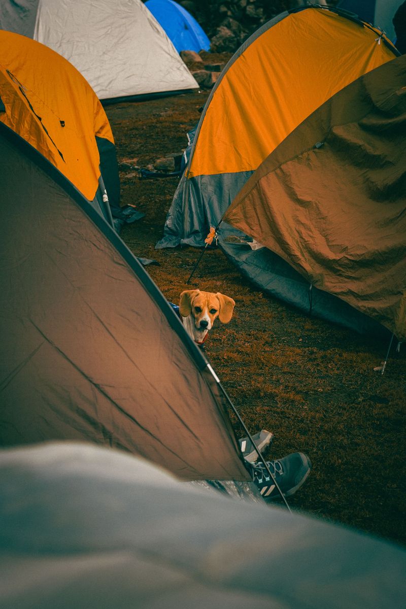 Understand Campground Pet Rules