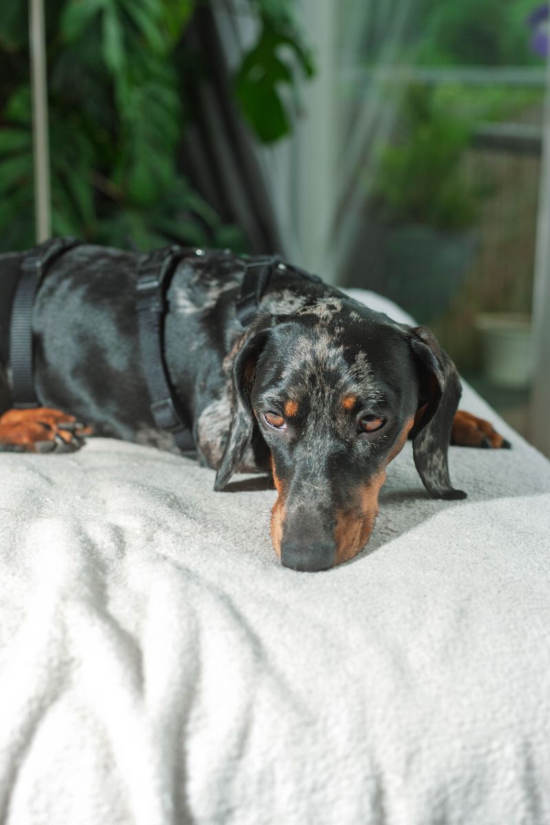 Check Collars, Harnesses, And Bedding
