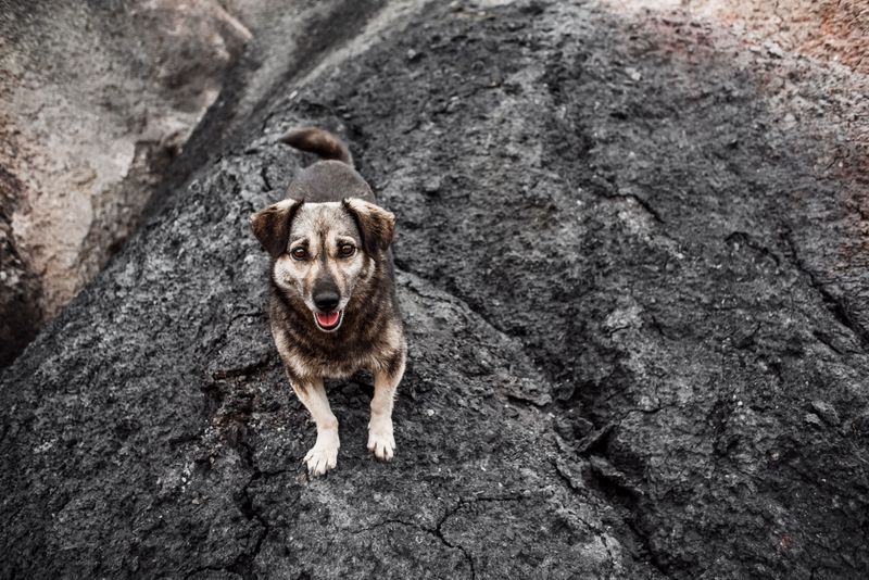 Keep Your Dog's Emergency Kit Ready