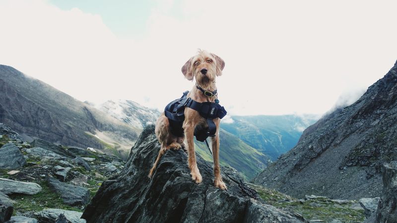Protect Your Dog's Paws From Sharp Rocks