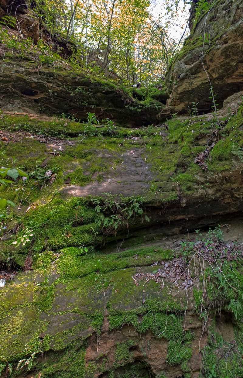 Rocky Run Oak Savanna