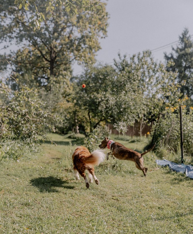 Yard Play Joins the Walk Routine Up North