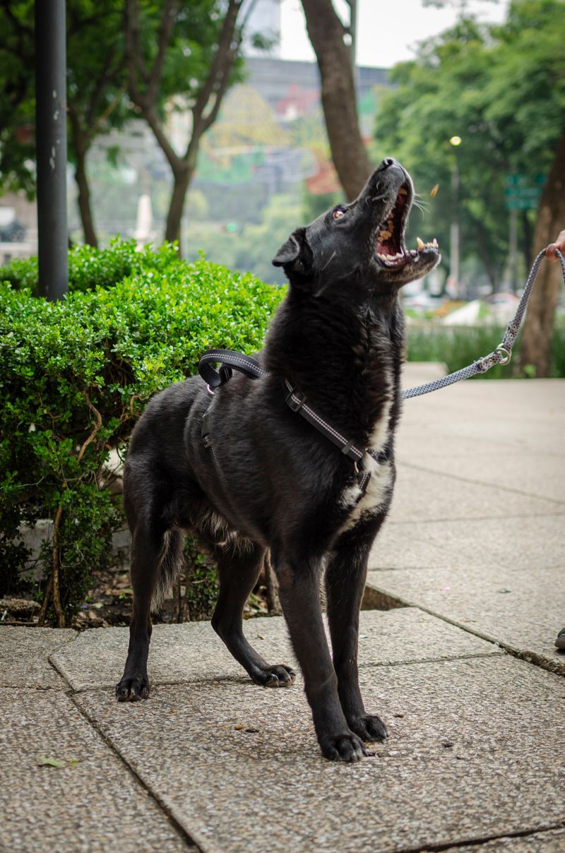 Barking Is The Number One Neighbor Complaint