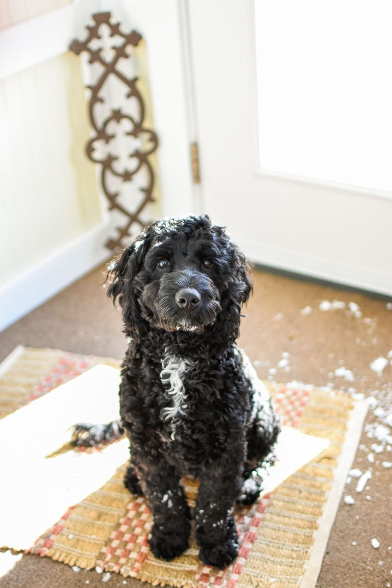 Country Paws Collect Mud, Burrs, and Snowballs