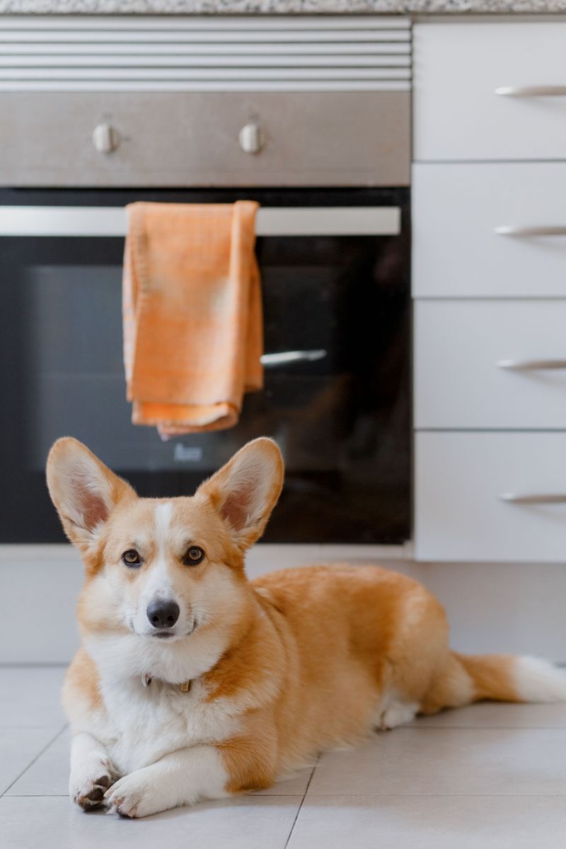 Towels Hung on the Oven