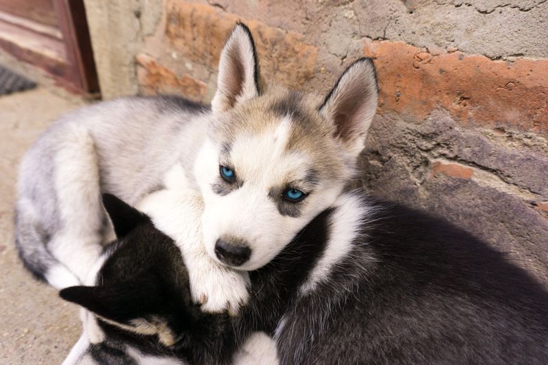 Close-Range Neighbors Build Comfortable Dogs