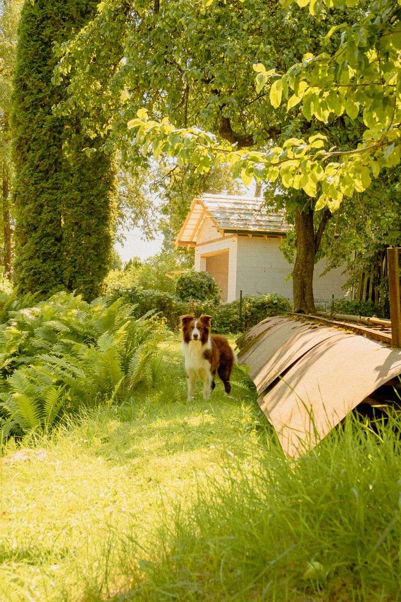 Hidden Debris Beneath Shrubs And Sheds