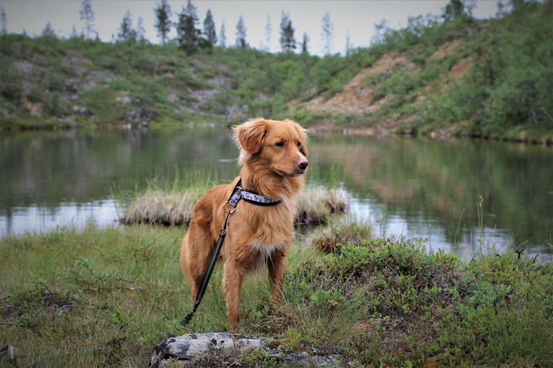 Nova Scotia Duck Tolling Retriever: Clever by the Water