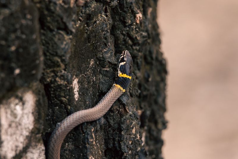 Coral Snakes Have A Dangerous Venom