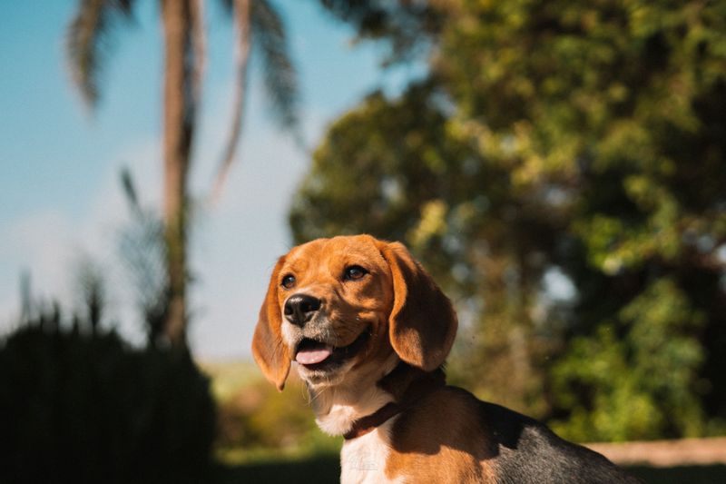 Beagle