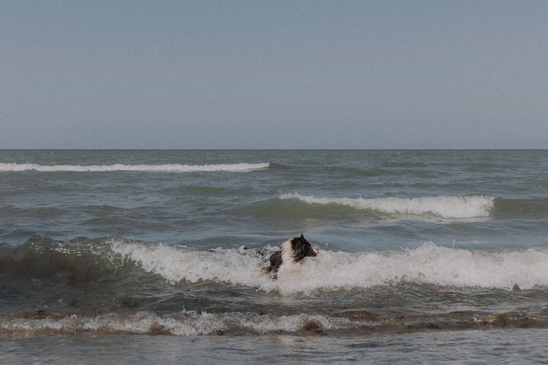 Sudden Waves Can Knock Dogs Off Balance