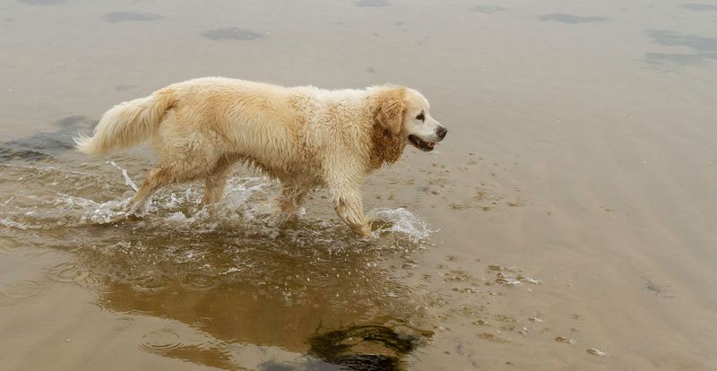 Rinse Off Salt And Sand