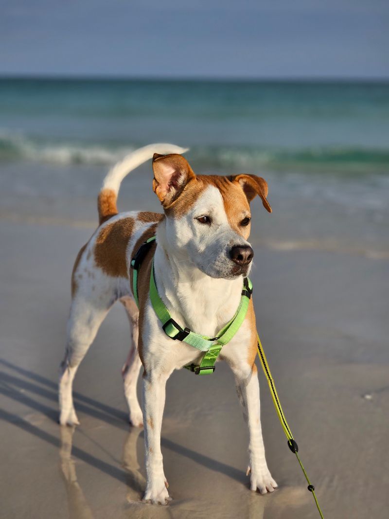 Leashes And A Backup Harness