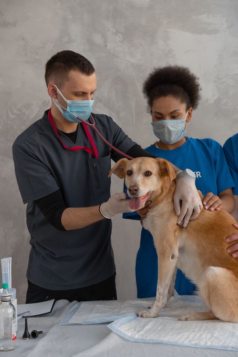 Certificate Of Veterinary Inspection When Required