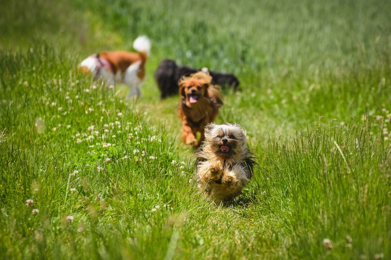 Loose Dogs in Groups Bring a Civil Penalty