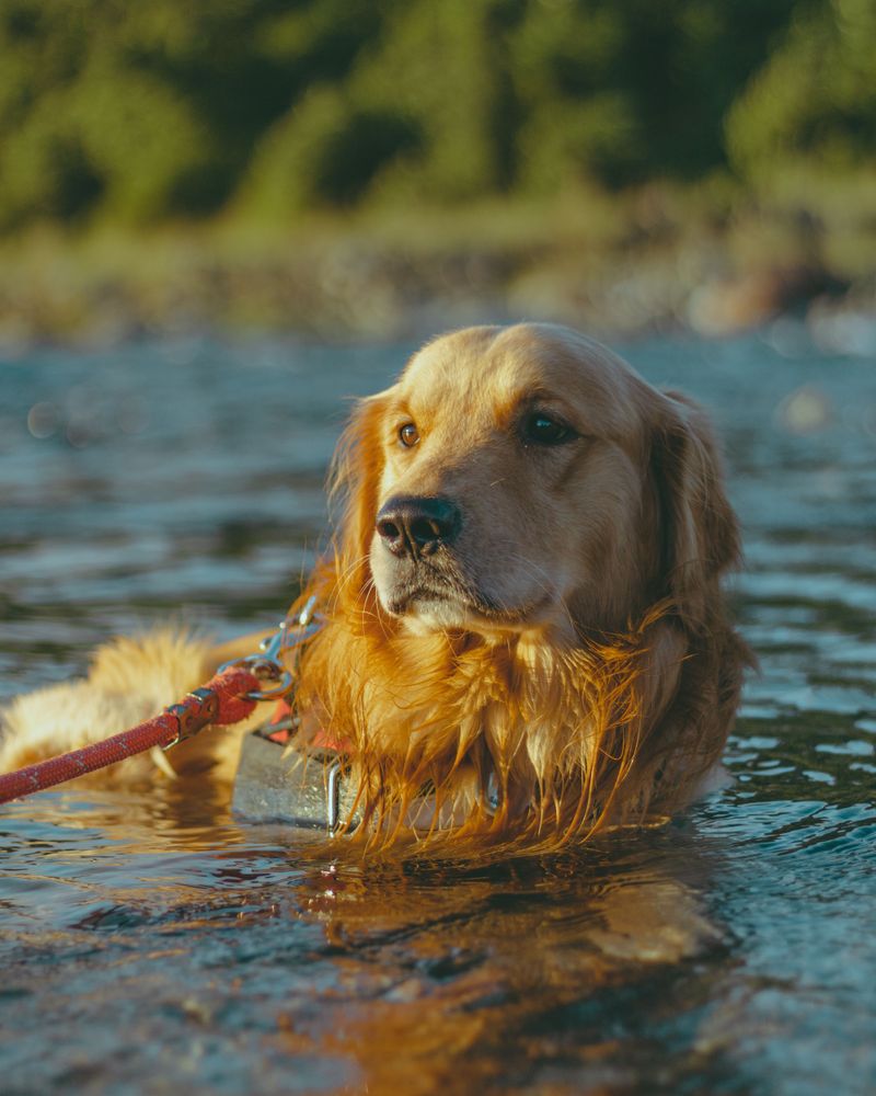 Six Feet of Leash, Water Included