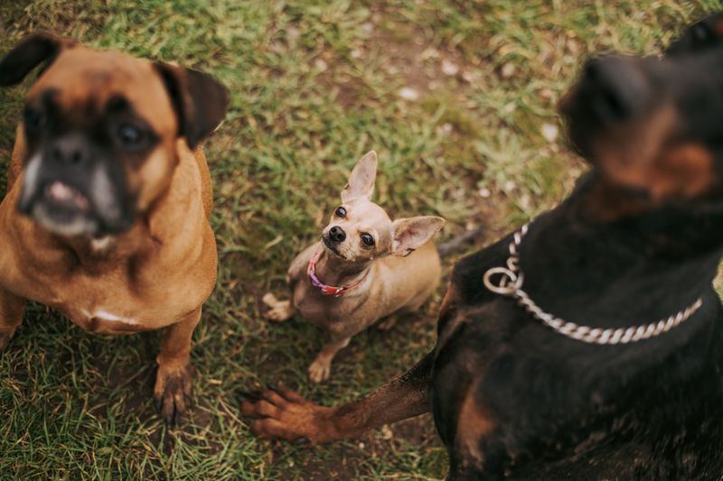 Breed Rules Still Live In Governing Documents