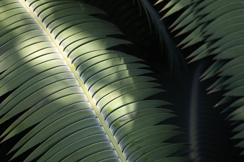 Cardboard Palm
