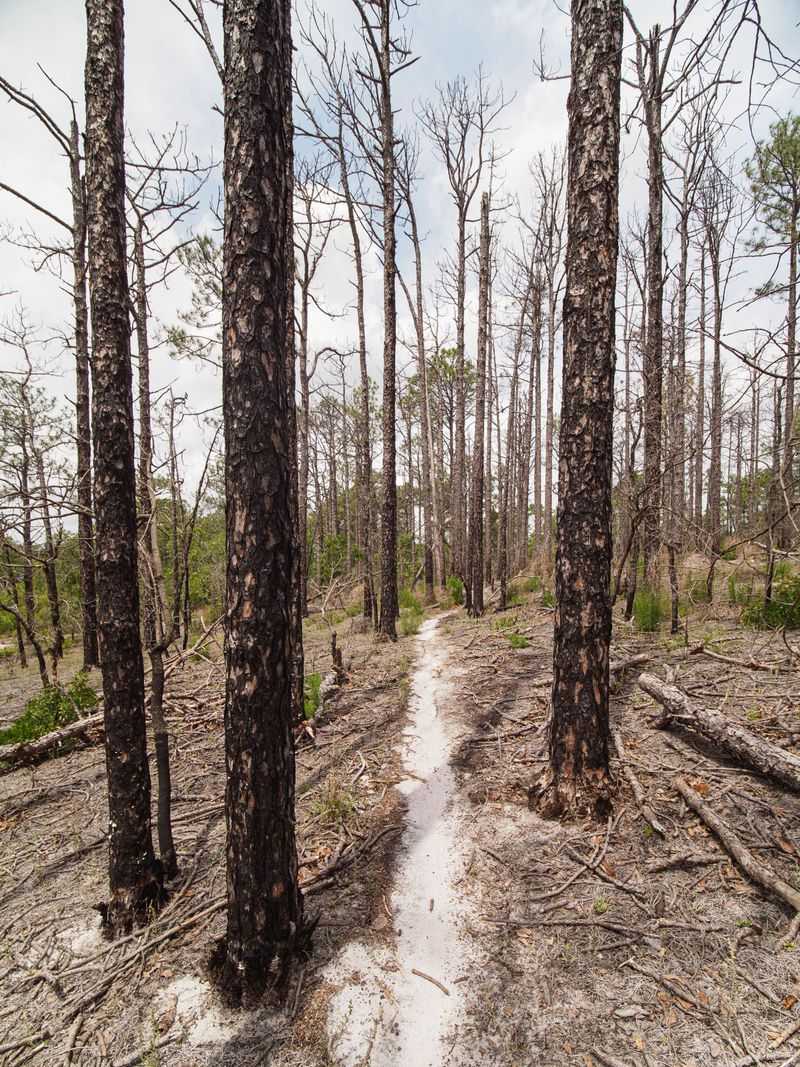 Watch The Trail Edges