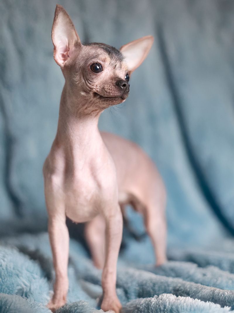 American Hairless Terrier