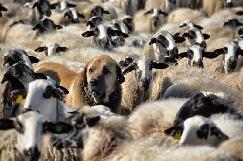 Guardian Dogs Have Legal Protections