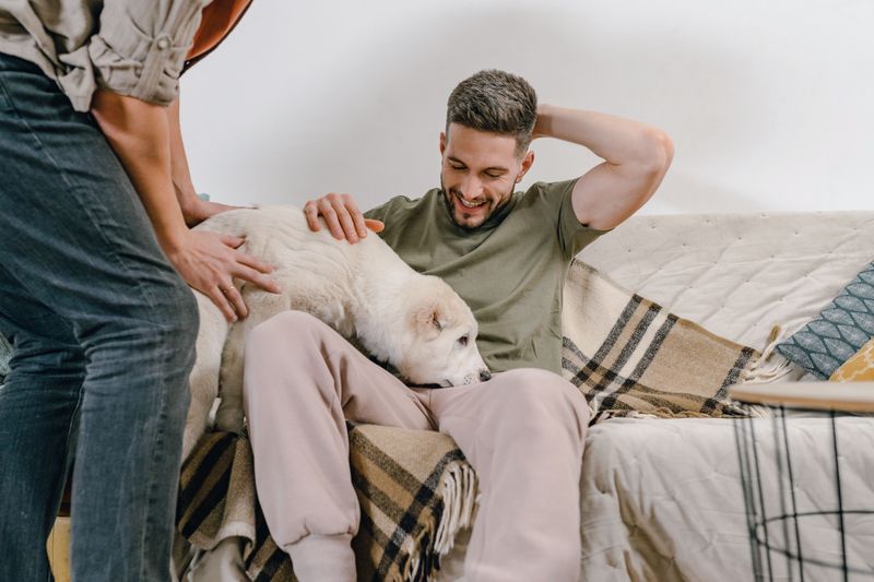 Guest Dogs and Pet-Sitting for Friends