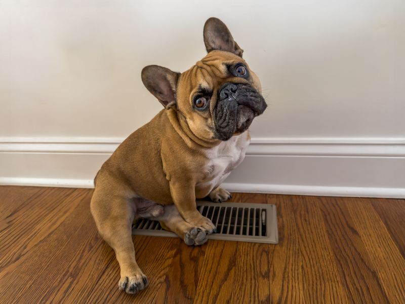 Heating And Cooling Can Affect Pet Costs