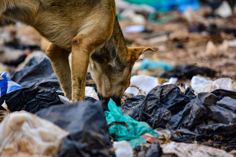 Trash Piles Can Become a Dog Magnet