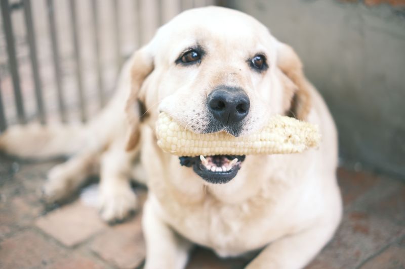 Corn Cobs Create a Separate Choking Risk