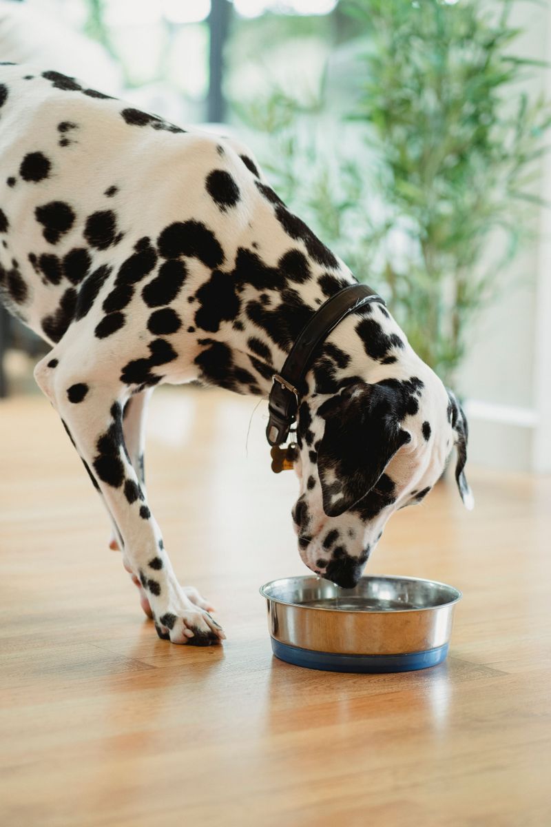 Put Water Bowls on More Than One Floor