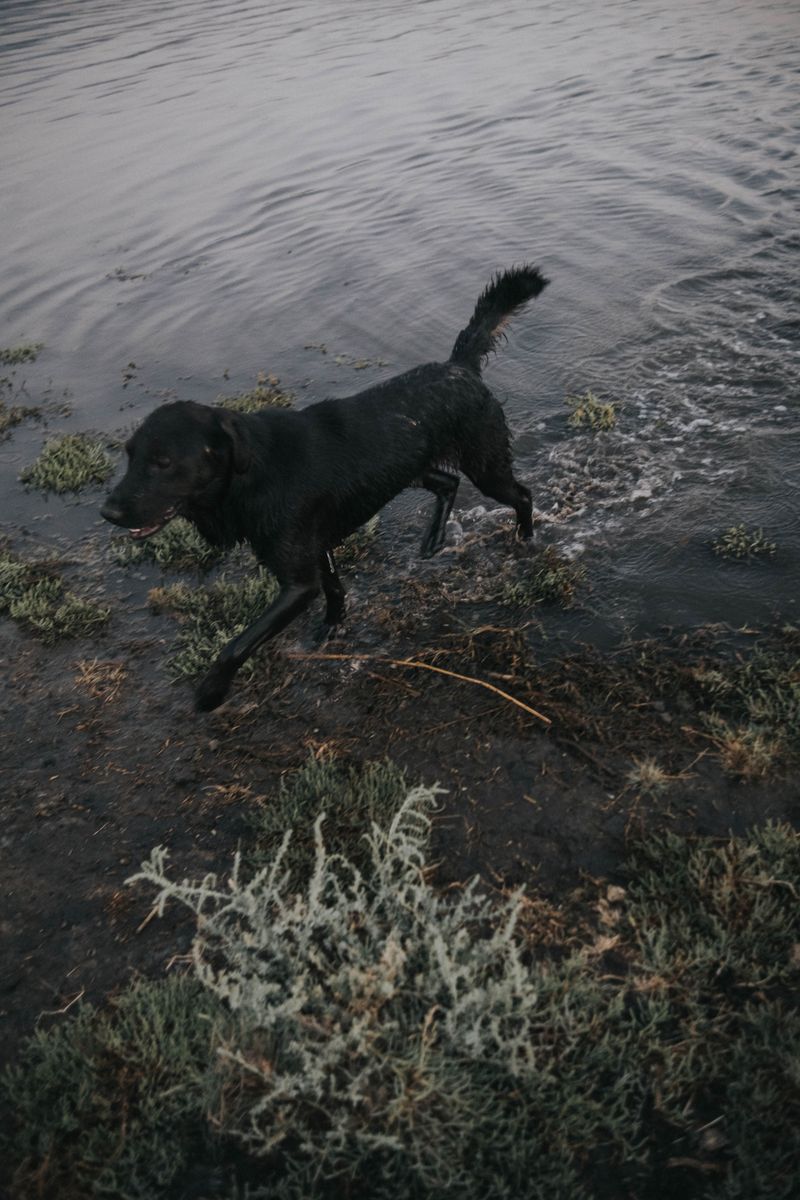 Flat-Coated Retriever