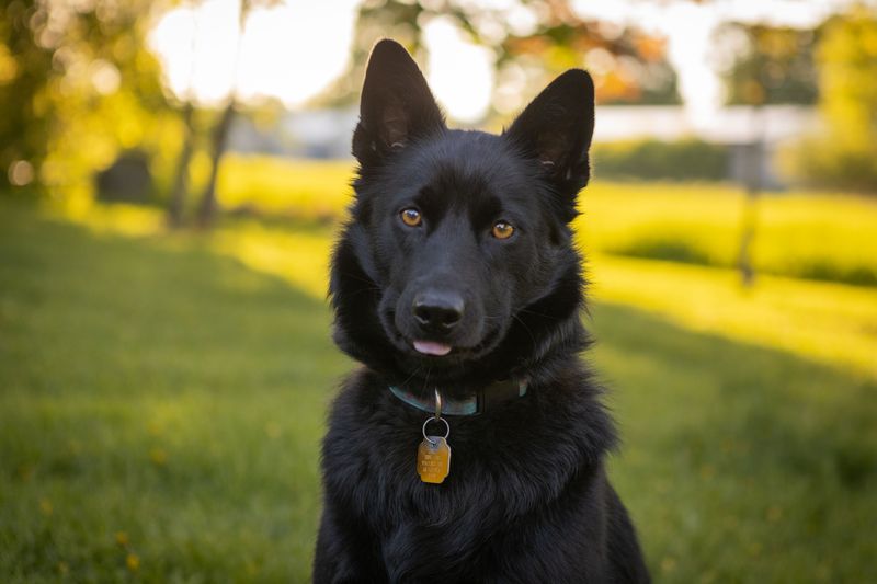 Current Michigan Dog License Record