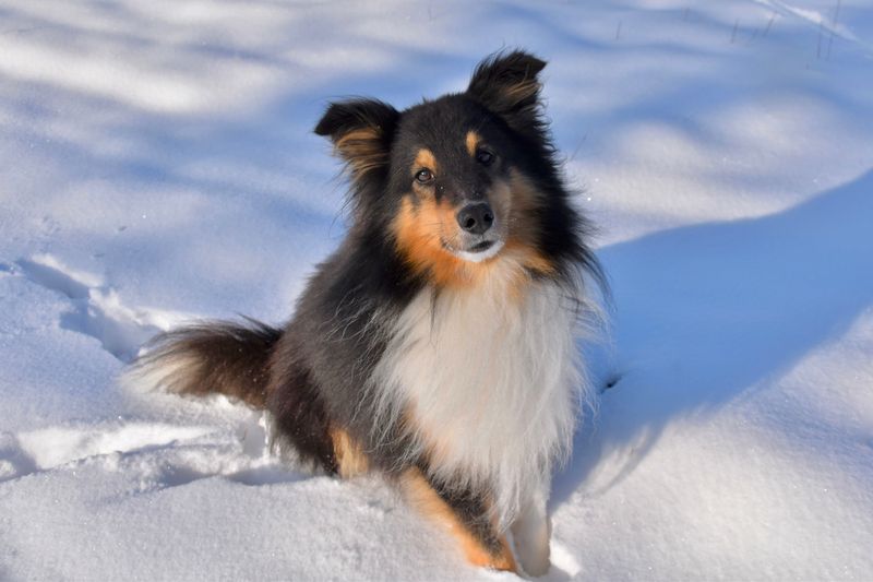 Shetland Sheepdog