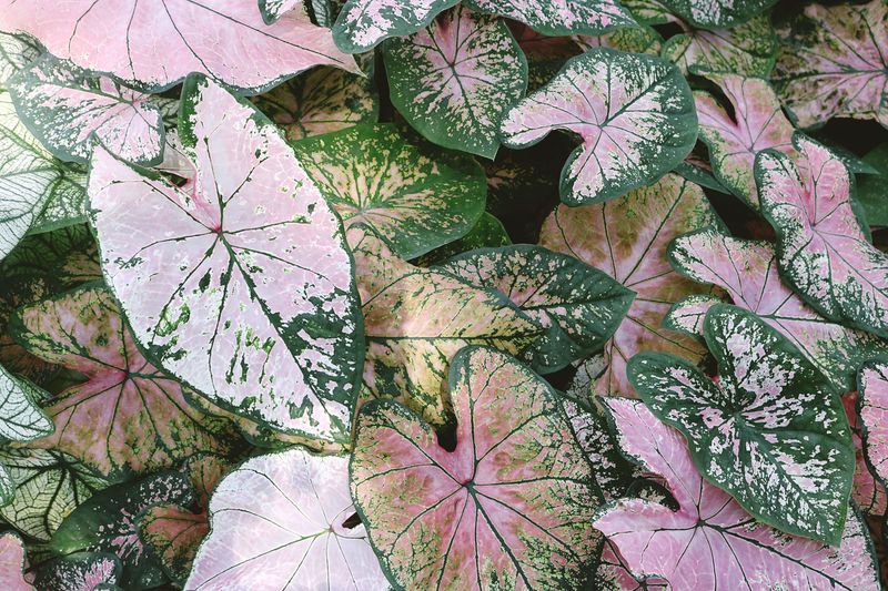 Caladium