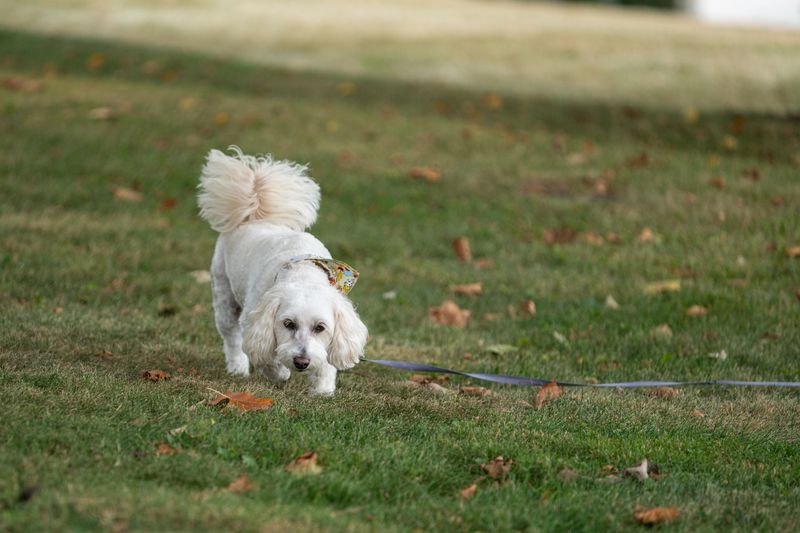 Parasite Prevention Gets Serious In Warm Months