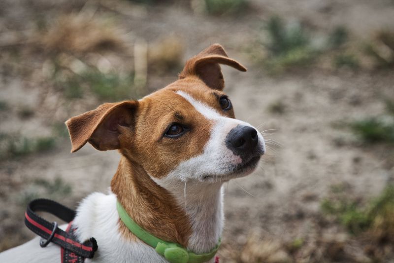 Jack Russell Terrier