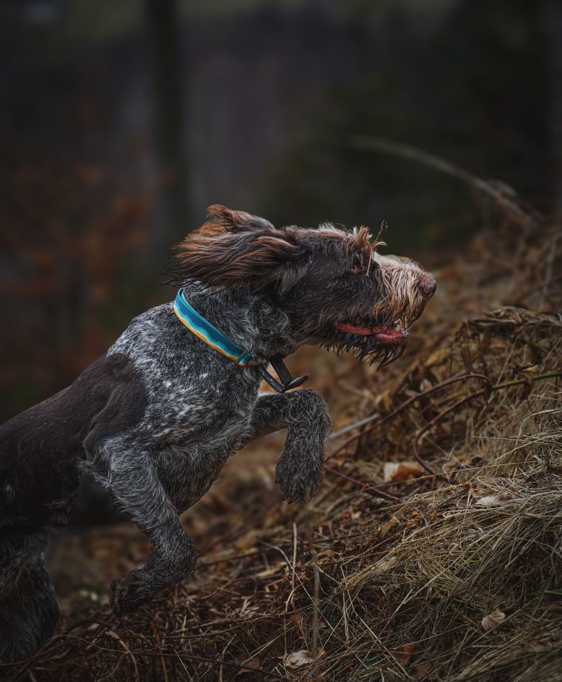 German Wirehaired Pointer