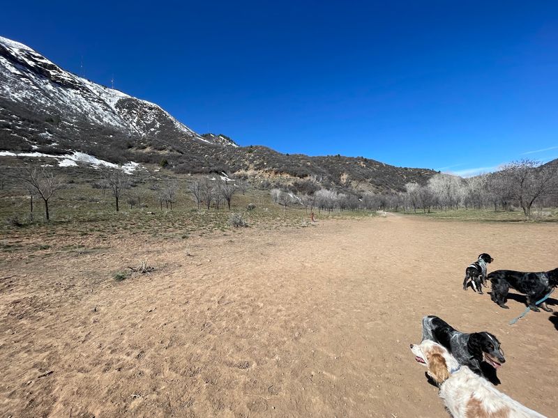 Smelter Mountain Off-Leash Dog Area, Durango