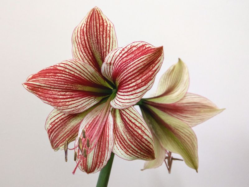Amaryllis