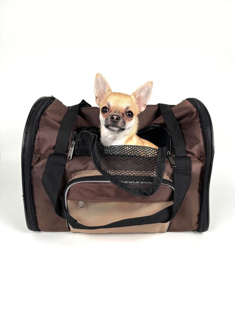 Choose Flights With Your Dog's Needs in Mind