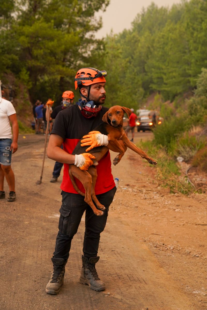 Plan for Dogs That Need Special Help