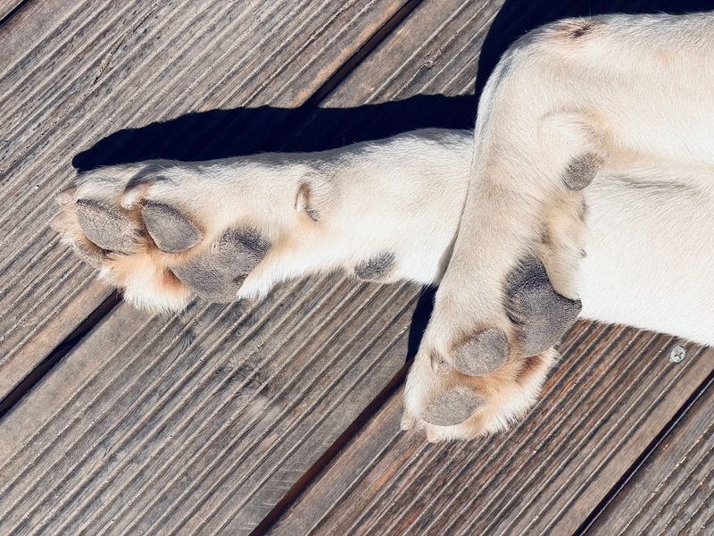 Surfaces Hot Enough to Hurt Paw Pads