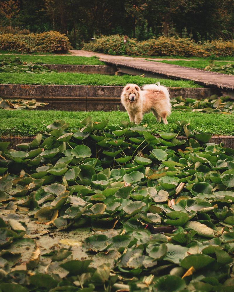 Pond Plants Can Hide Drop-Offs