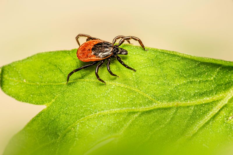 Virginia Dogs Face Several Tick Species