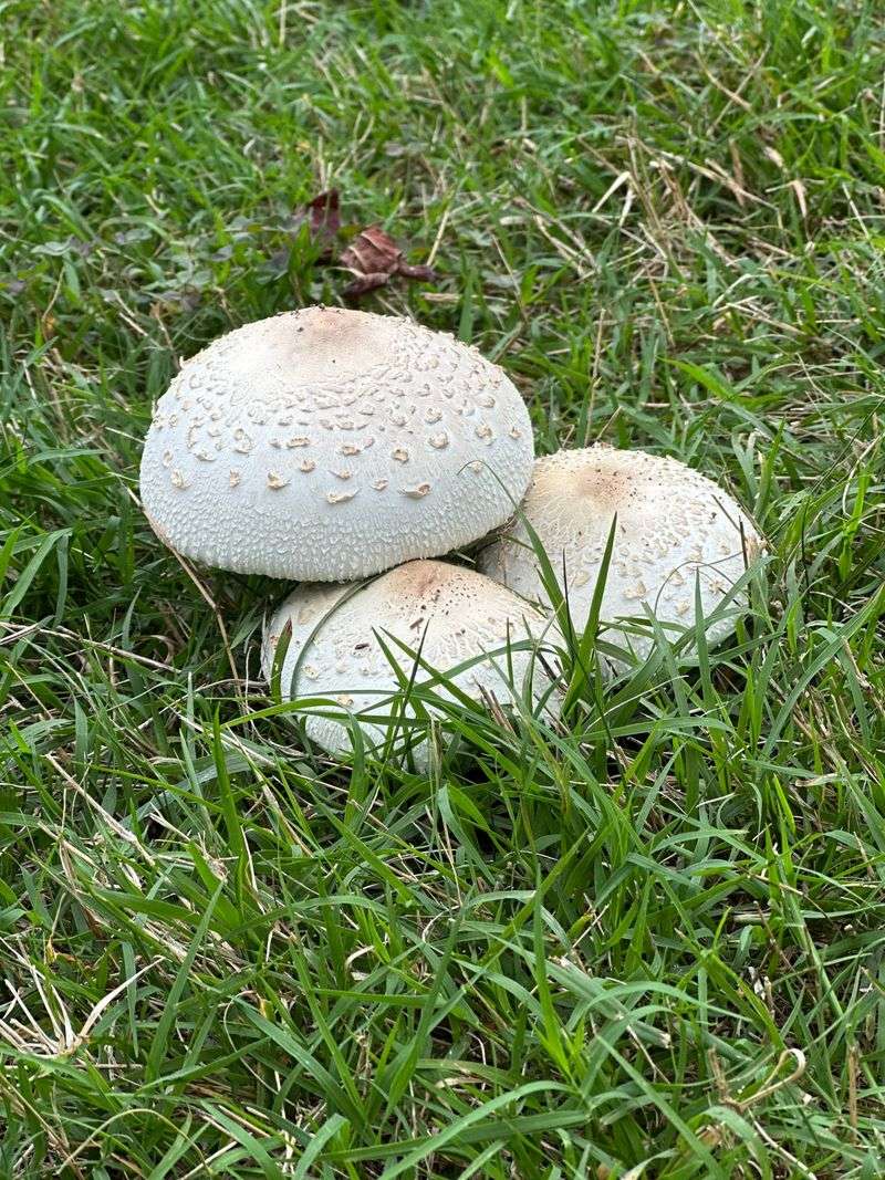 A Mushroom Snack Should Be Treated Seriously