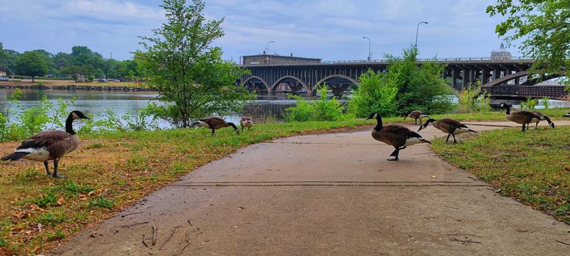 Rockford: Ten Paved Miles in the Forest City